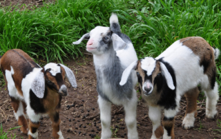 Surviving Divorce on a Farm
